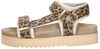 Beau - small